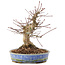 Acer palmatum, 18,5 cm, ± 25 anni