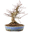 Acer palmatum, 18,5 cm, ± 25 años