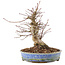 Acer palmatum, 18,5 cm, ± 25 anni