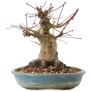 Acer palmatum, 16 cm, ± 25 ans