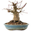 Acer palmatum, 16 cm, ± 25 anni