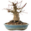 Acer palmatum, 16 cm, ± 25 jaar oud