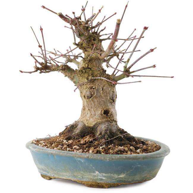 Acer palmatum, 16 cm, ± 25 ans