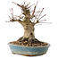 Acer palmatum, 16 cm, ± 25 anni