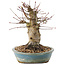 Acer palmatum, 16 cm, ± 25 anni