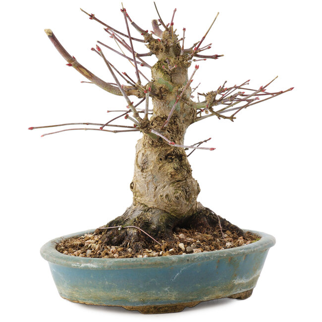 Acer palmatum, 16 cm, ± 25 años