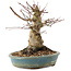 Acer palmatum, 16 cm, ± 25 years old