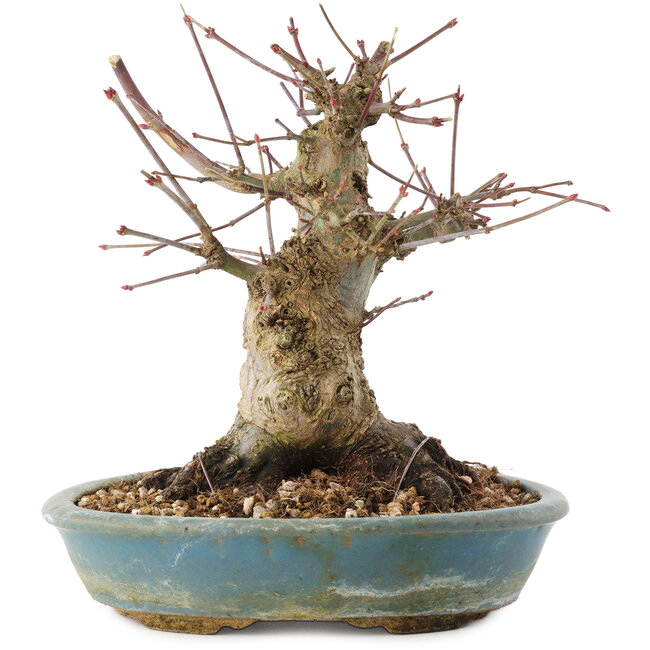 Acer palmatum, 16 cm, ± 25 Jahre alt