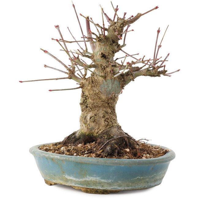 Acer palmatum, 16 cm, ± 25 años