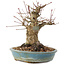 Acer palmatum, 16 cm, ± 25 años