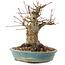 Acer palmatum, 16 cm, ± 25 years old