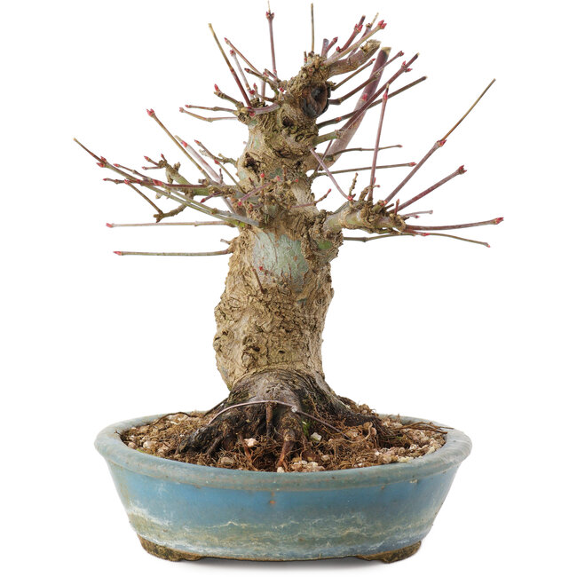 Acer palmatum, 16 cm, ± 25 years old