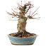 Acer palmatum, 16 cm, ± 25 anni