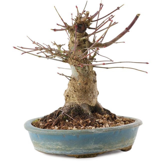 Acer palmatum, 16 cm, ± 25 anni