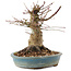 Acer palmatum, 16 cm, ± 25 ans