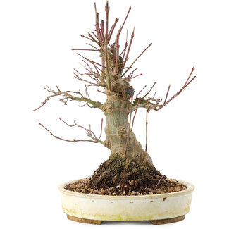 Acer palmatum, 22,5 cm, ± 25 años