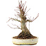 Acer palmatum, 22,5 cm, ± 25 jaar oud