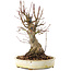 Acer palmatum, 22,5 cm, ± 25 años