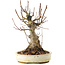 Acer palmatum, 22,5 cm, ± 25 jaar oud