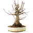 Acer palmatum, 22,5 cm, ± 25 años