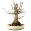 Acer palmatum, 22,5 cm, ± 25 jaar oud