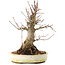 Acer palmatum, 22,5 cm, ± 25 anni