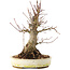 Acer palmatum, 22,5 cm, ± 25 años