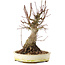 Acer palmatum, 22,5 cm, ± 25 años