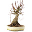 Acer palmatum, 22,5 cm, ± 25 jaar oud