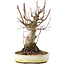 Acer palmatum, 22,5 cm, ± 25 years old