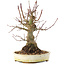 Acer palmatum, 22,5 cm, ± 25 jaar oud