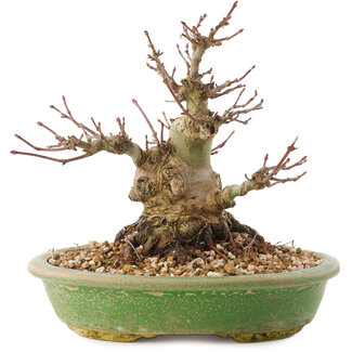 Acer palmatum, 14 cm, ± 25 jaar oud