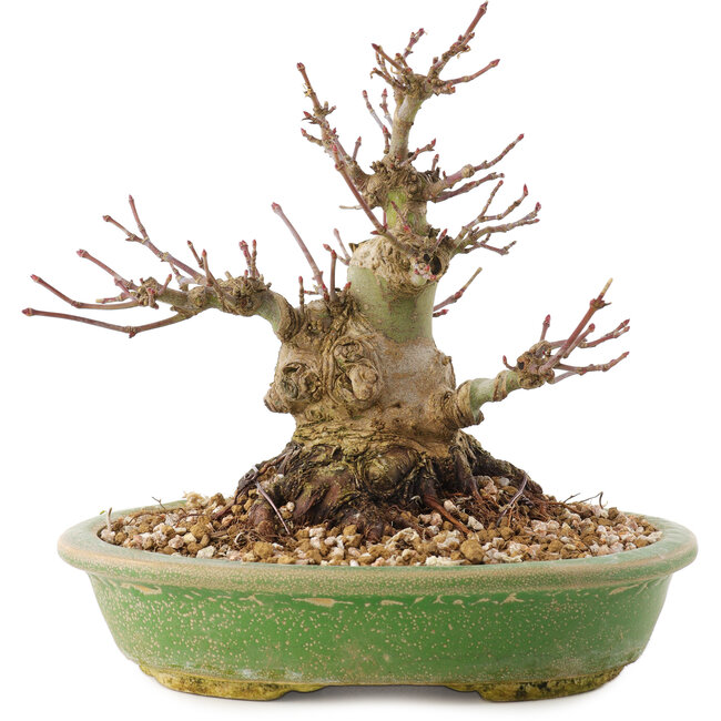 Acer palmatum, 14 cm, ± 25 años