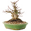 Acer palmatum, 14 cm, ± 25 ans