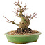 Acer palmatum, 14 cm, ± 25 years old