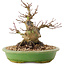 Acer palmatum, 14 cm, ± 25 ans