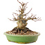 Acer palmatum, 14 cm, ± 25 anni