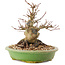 Acer palmatum, 14 cm, ± 25 ans