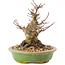 Acer palmatum, 14 cm, ± 25 ans