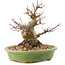 Acer palmatum, 14 cm, ± 25 ans