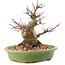 Acer palmatum, 14 cm, ± 25 years old