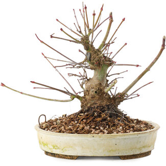 Acer palmatum, 16,5 cm, ± 25 jaar oud