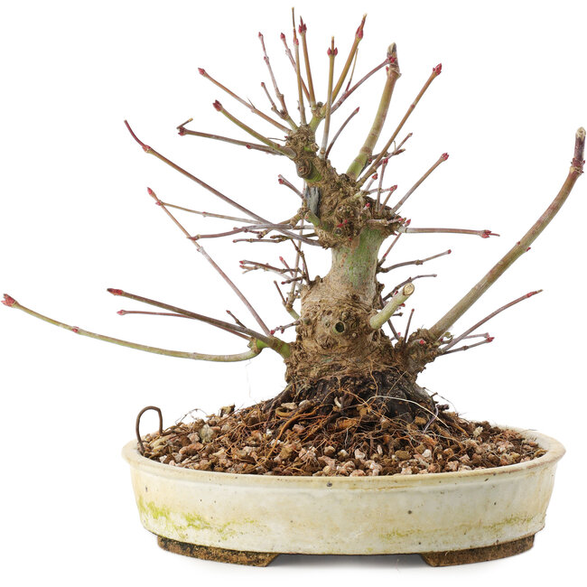 Acer palmatum, 16,5 cm, ± 25 ans