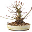 Acer palmatum, 16,5 cm, ± 25 anni