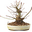 Acer palmatum, 16,5 cm, ± 25 ans