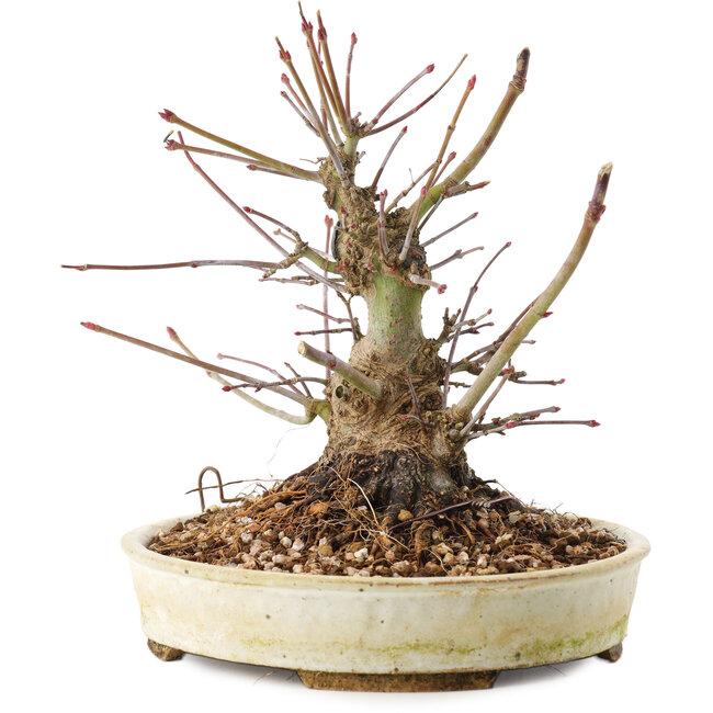 Acer palmatum, 16,5 cm, ± 25 Jahre alt