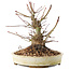 Acer palmatum, 16,5 cm, ± 25 ans