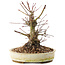 Acer palmatum, 16,5 cm, ± 25 years old