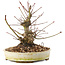 Acer palmatum, 16,5 cm, ± 25 anni