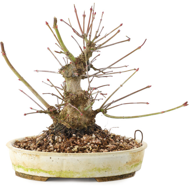 Acer palmatum, 16,5 cm, ± 25 Jahre alt